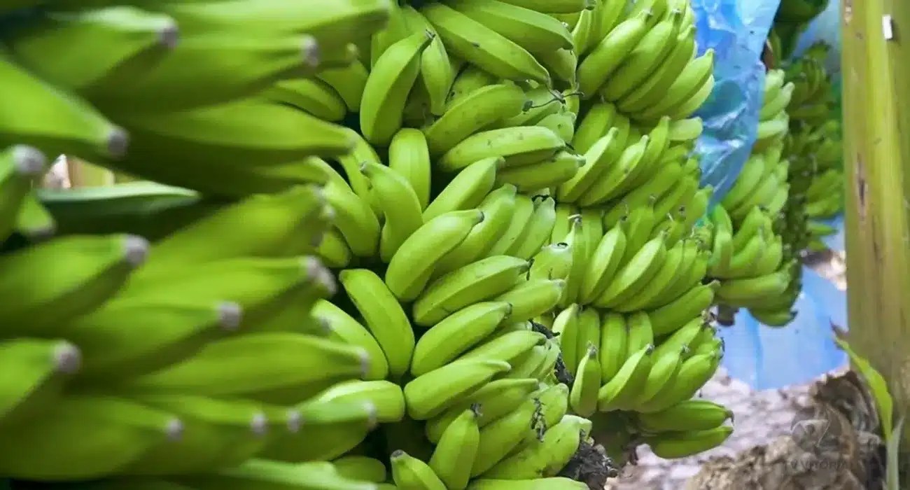 bananas