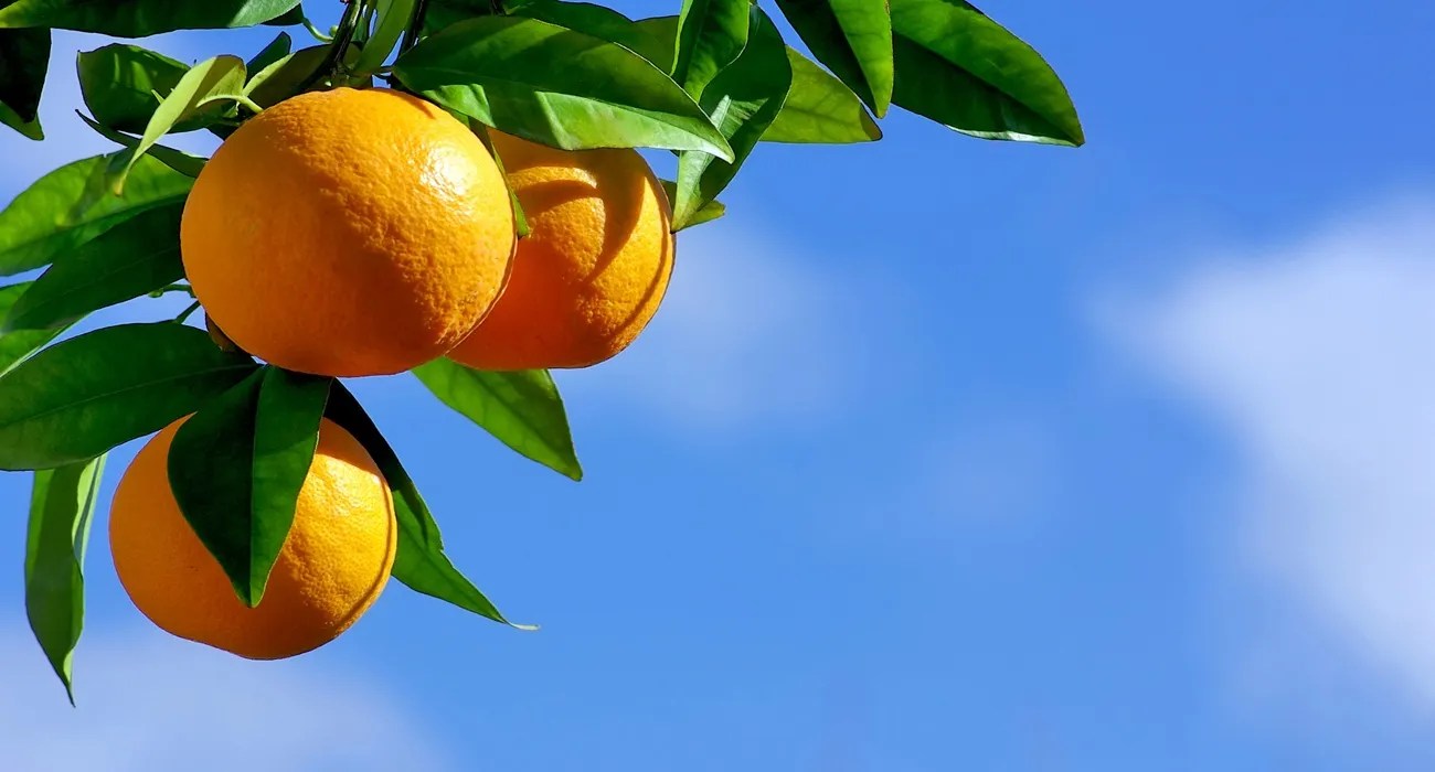 laranja