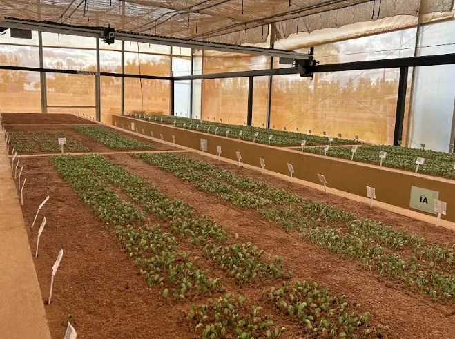germinação