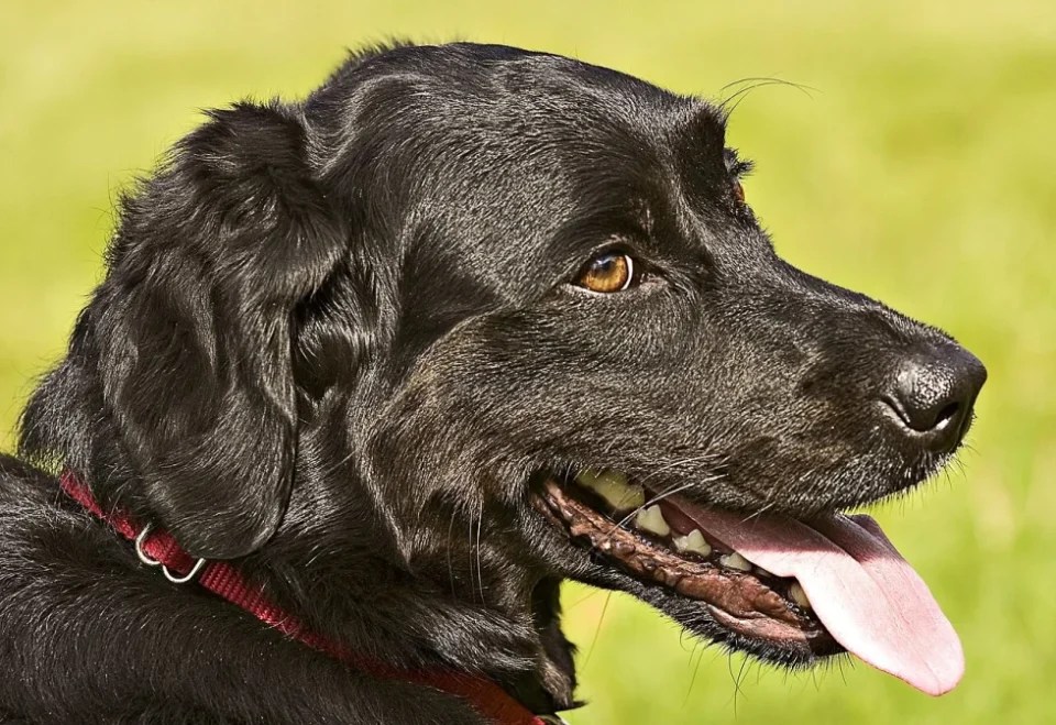 Hidratação para Patas, Nariz e Cotovelos dos Cachorros