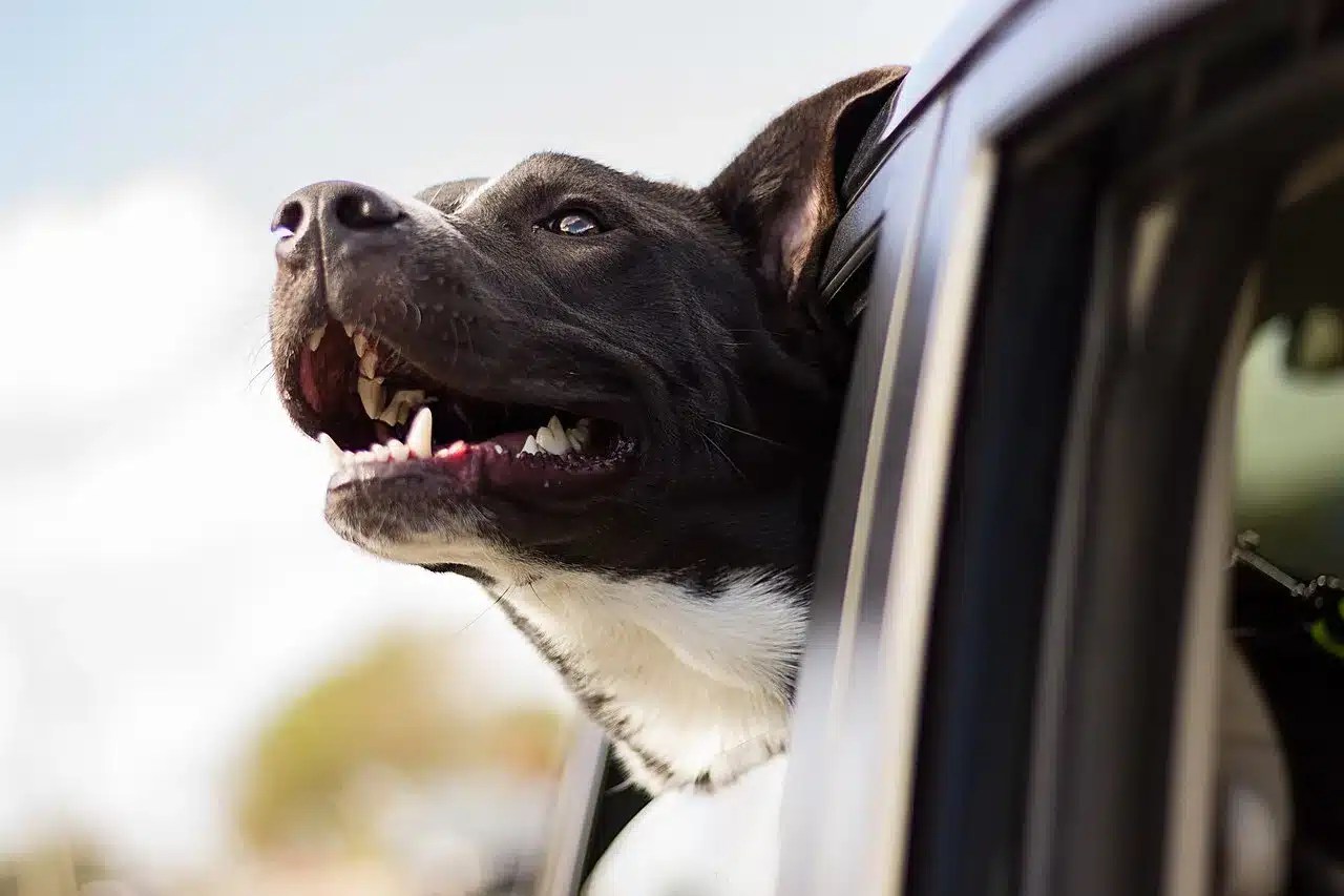 Viajar com cachorro no carro: cuidados e segurança