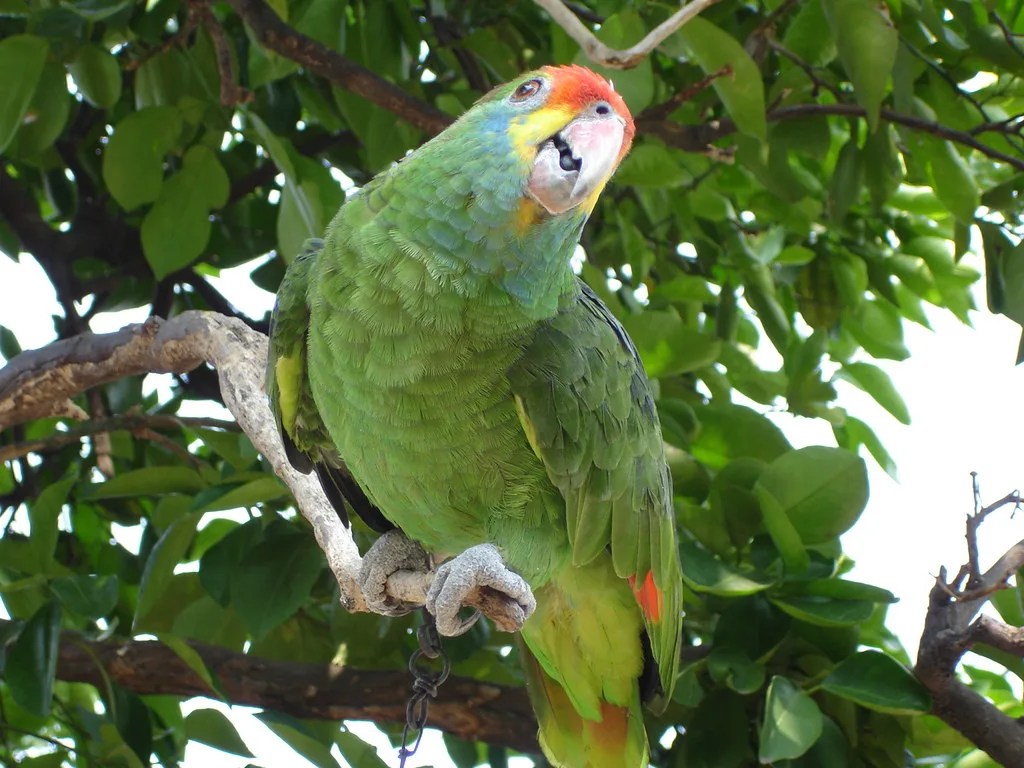 Animais da Amazônia – Conheça as espécies mais incríveis