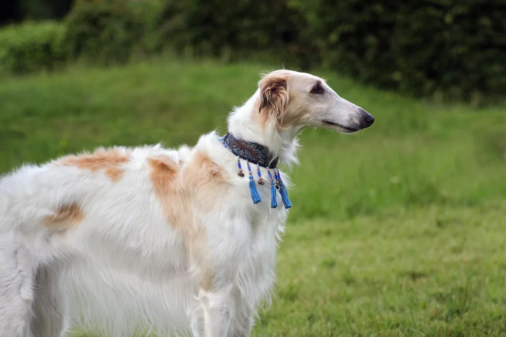 Borzoi: conheça o elegante galgo russo e suas principais características