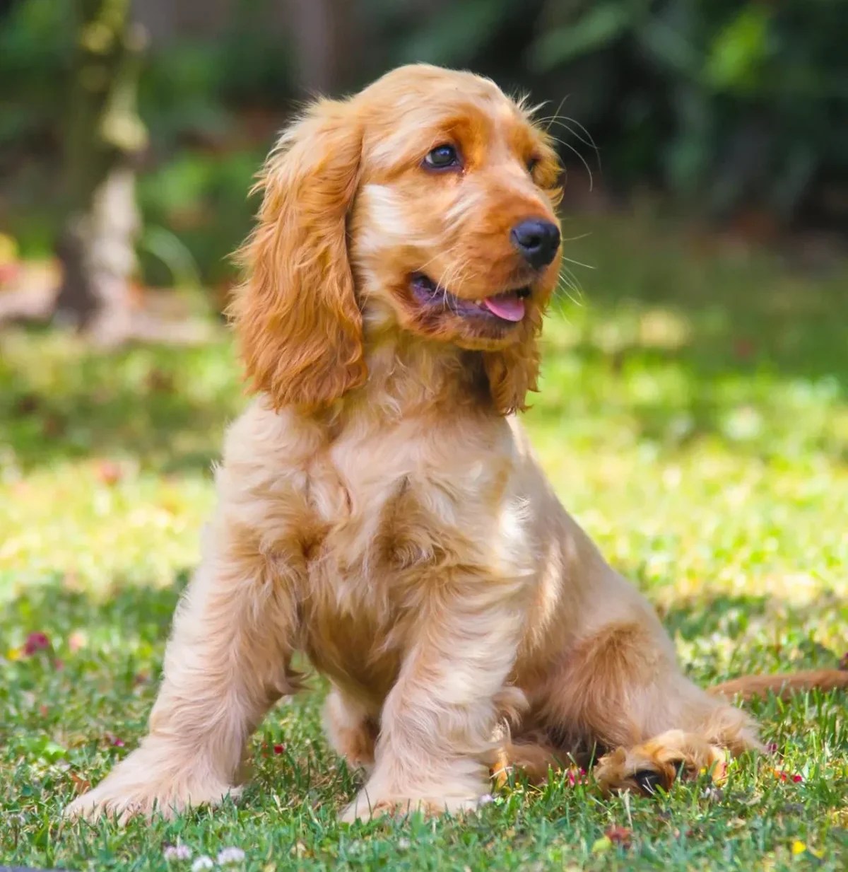 Cocker Spaniel Inglês: guia completo da raça
