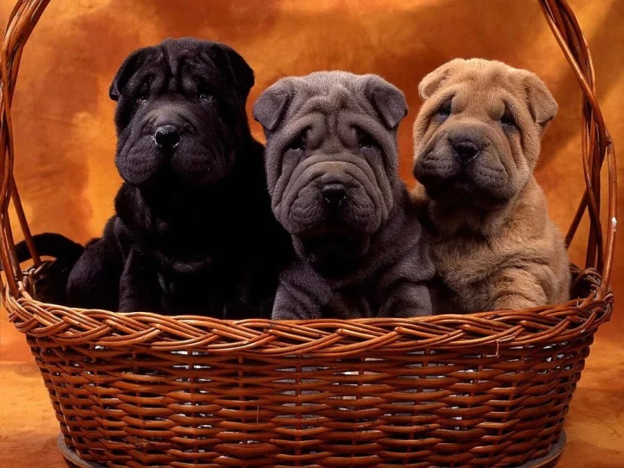 Shar-pei: descubra tudo sobre o cachorro chinês raro