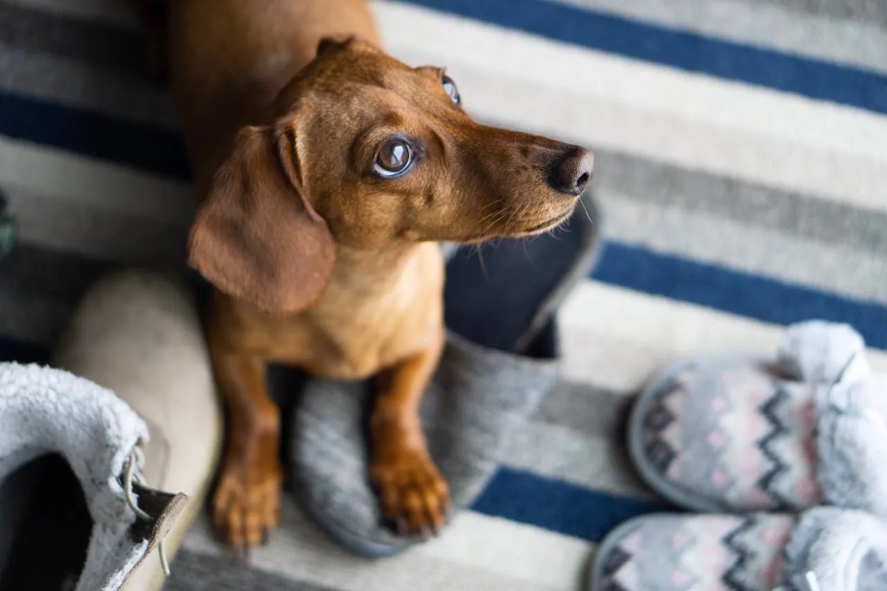 Ansiedade em Cachorro – 15 dicas para acalmar seu pet