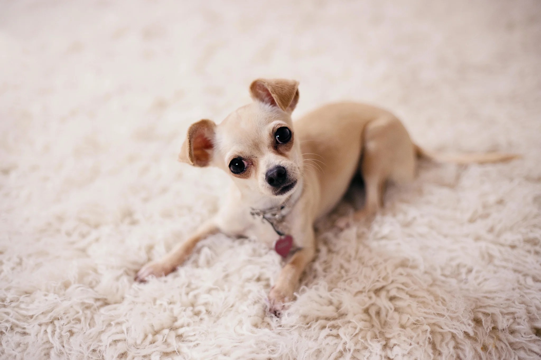 Cachorro mini: 6 cuidados essenciais para seu pet