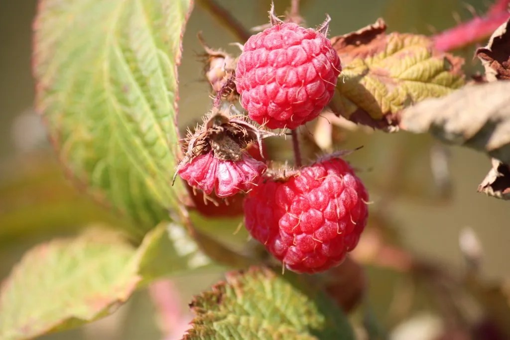 Como plantar framboesa em casa: guia simples e prático