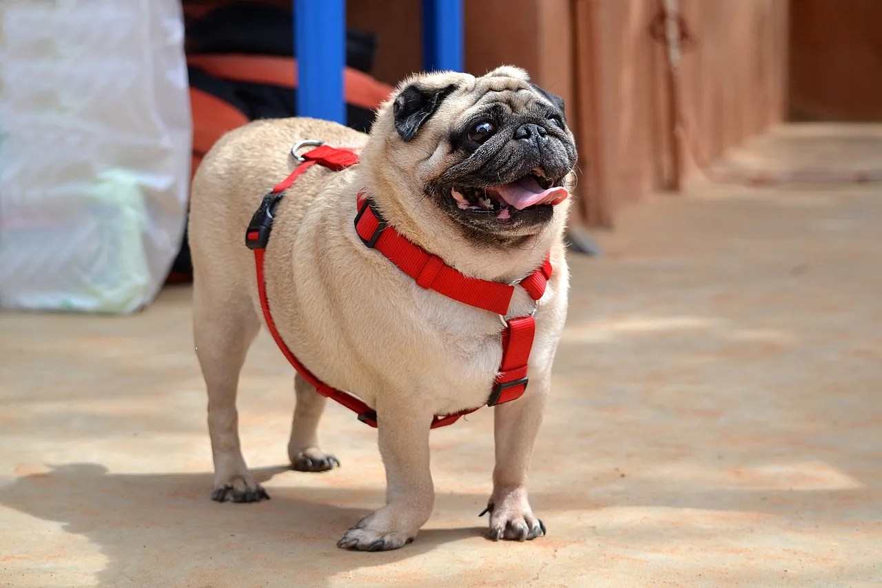 Piodermite em cães – causas, raças predispostas e tratamento