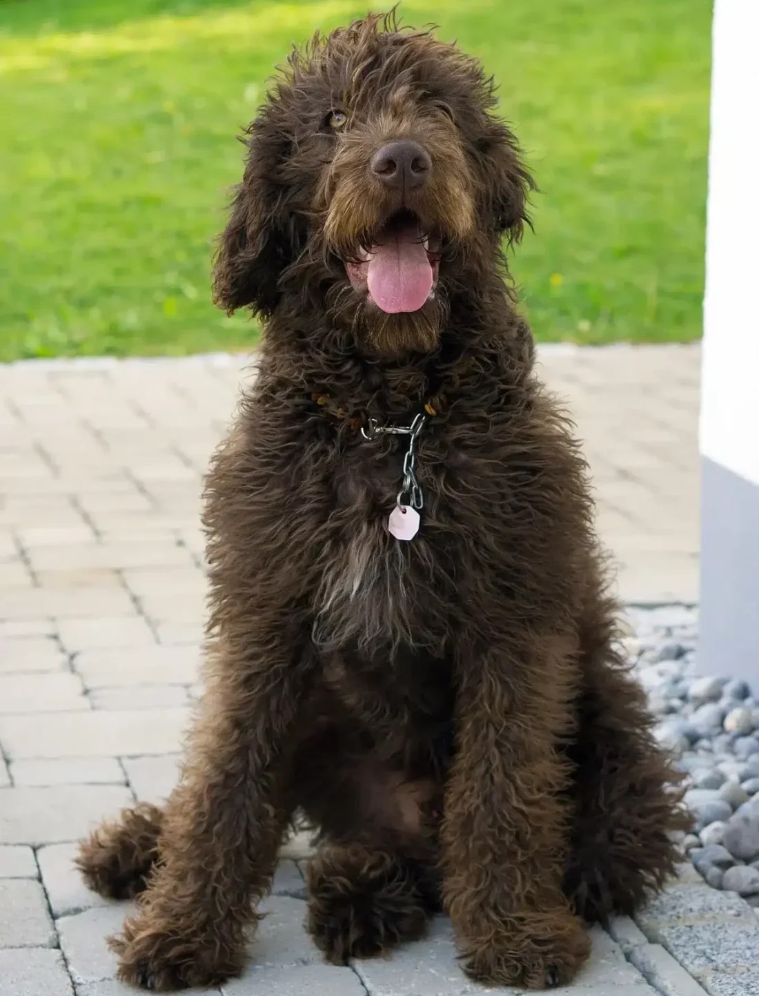 Misturas de Poodle e Labradoodle – Curiosidades e Raça