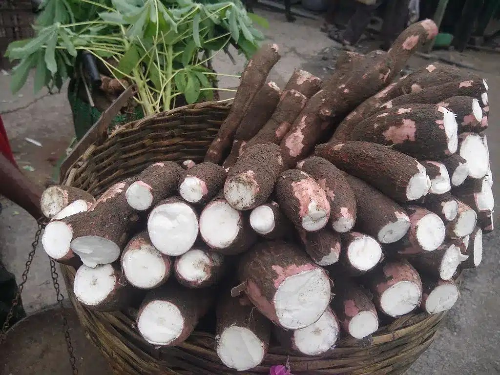 Tipos de Mandioca – Conheça as variedades e seus principais benefícios