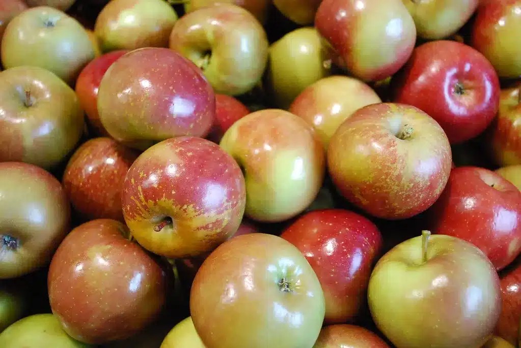Traça-da-maçã: como proteger sua fruticultura com eficácia