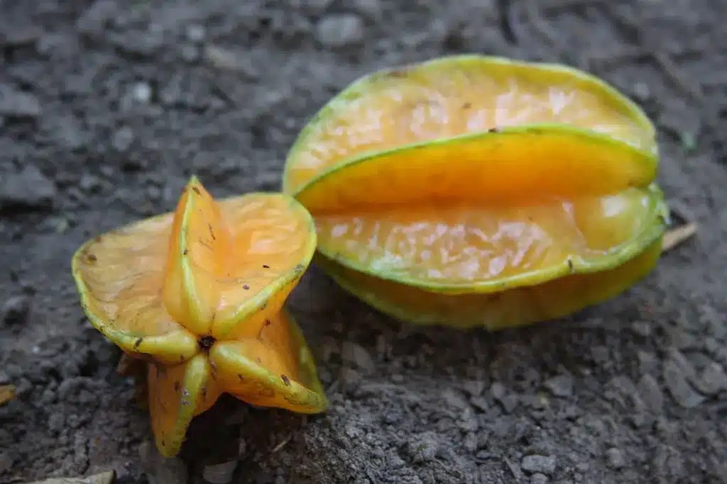 Como Plantar Carambola – Guia Completo e Prático