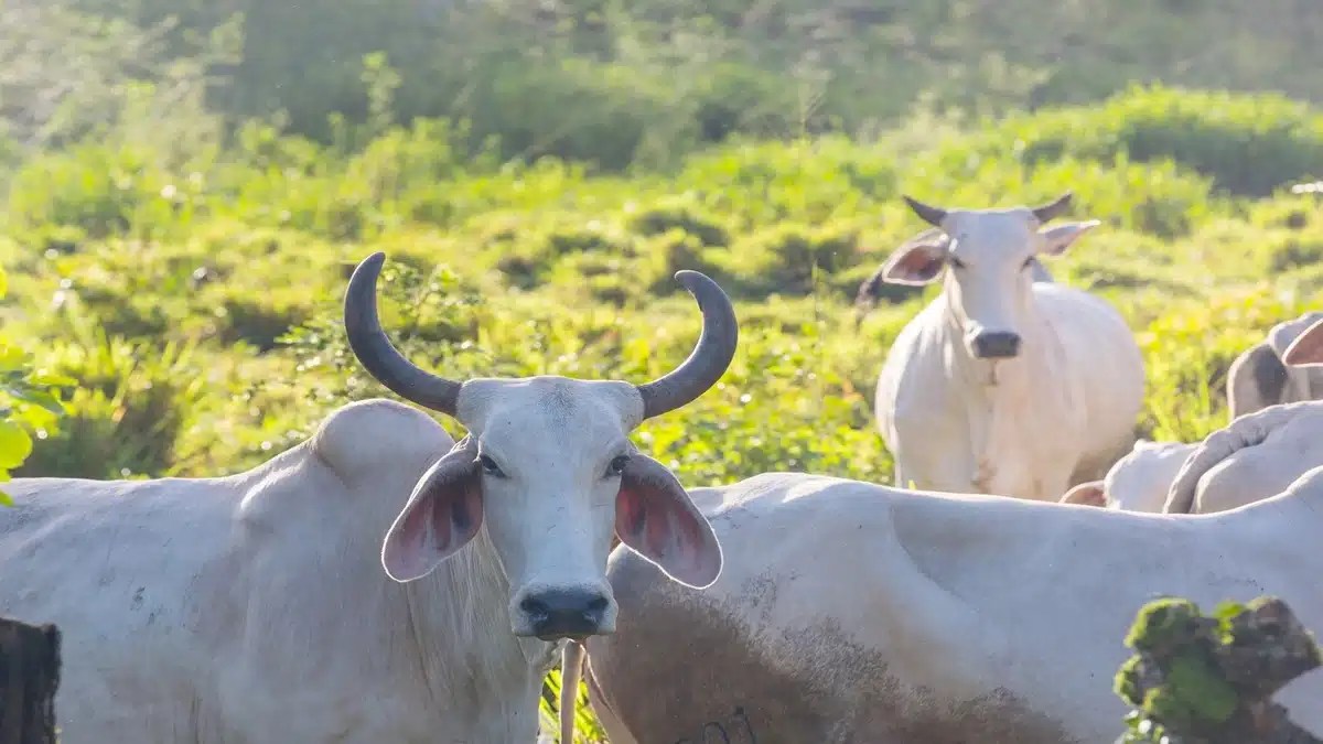 vaca gorda