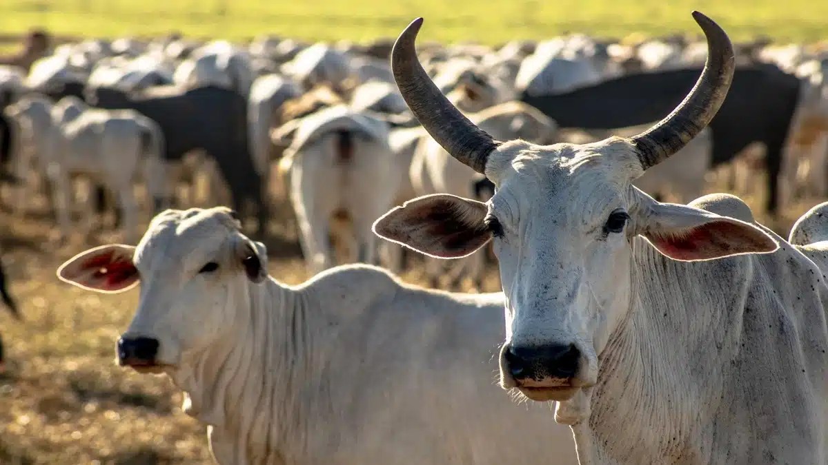 vaca gorda