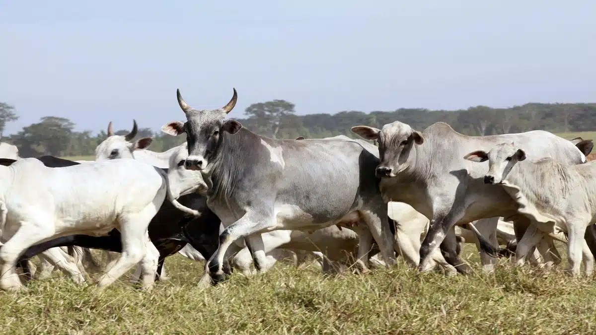 vaca gorda