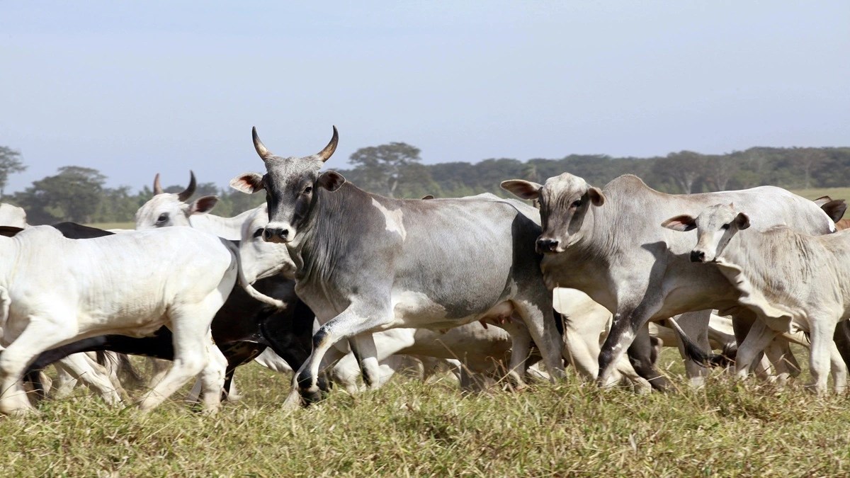 vaca gorda