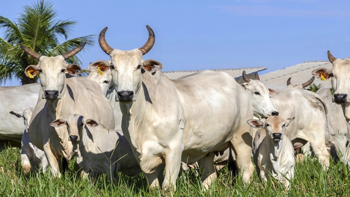 vaca gorda