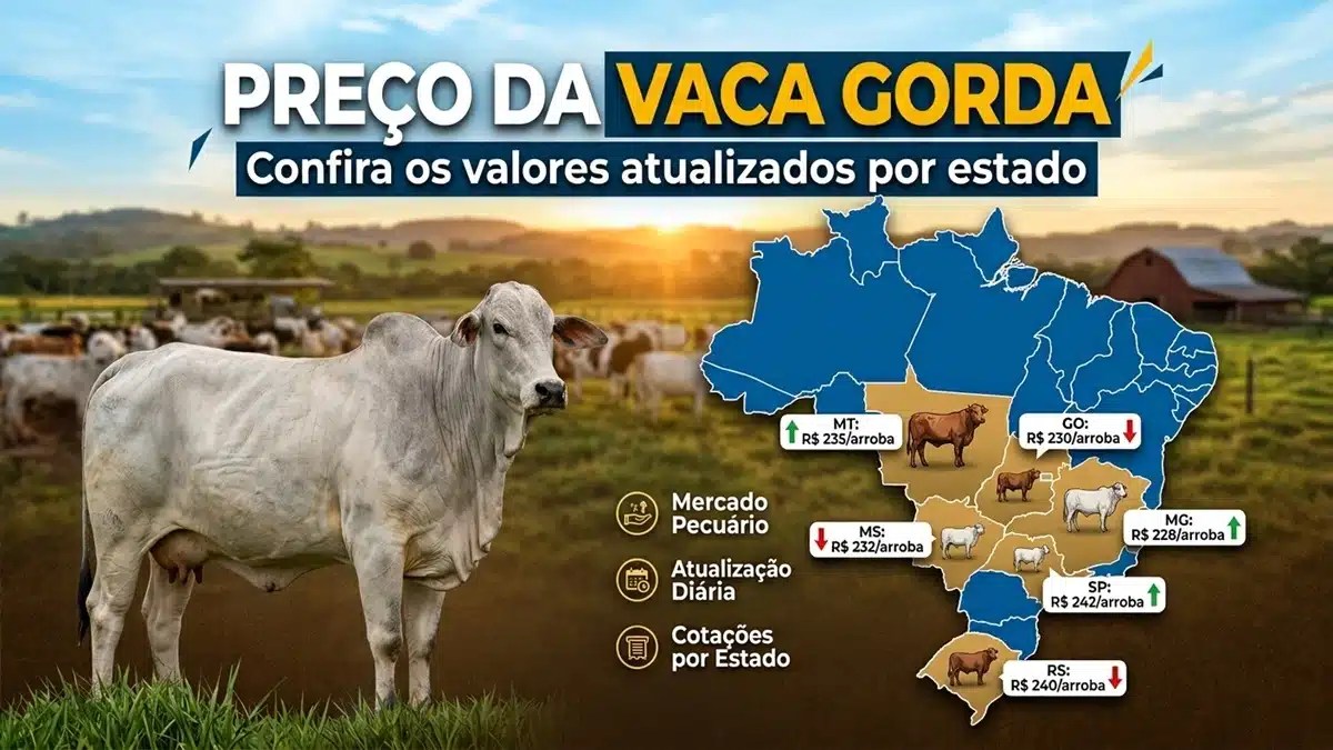 vaca gorda