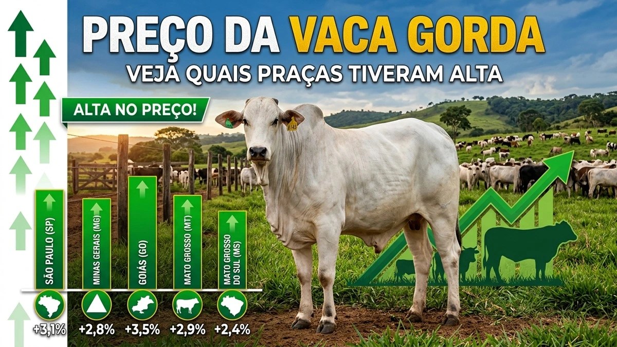 vaca gorda