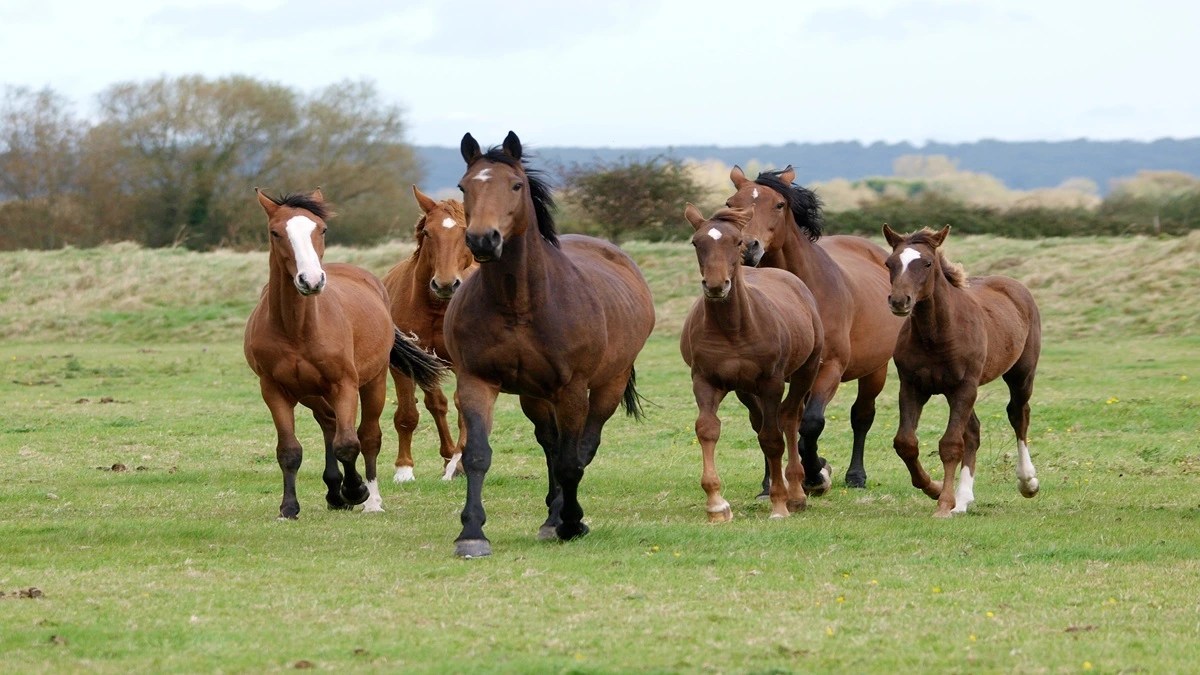 Anemia Infecciosa Equina