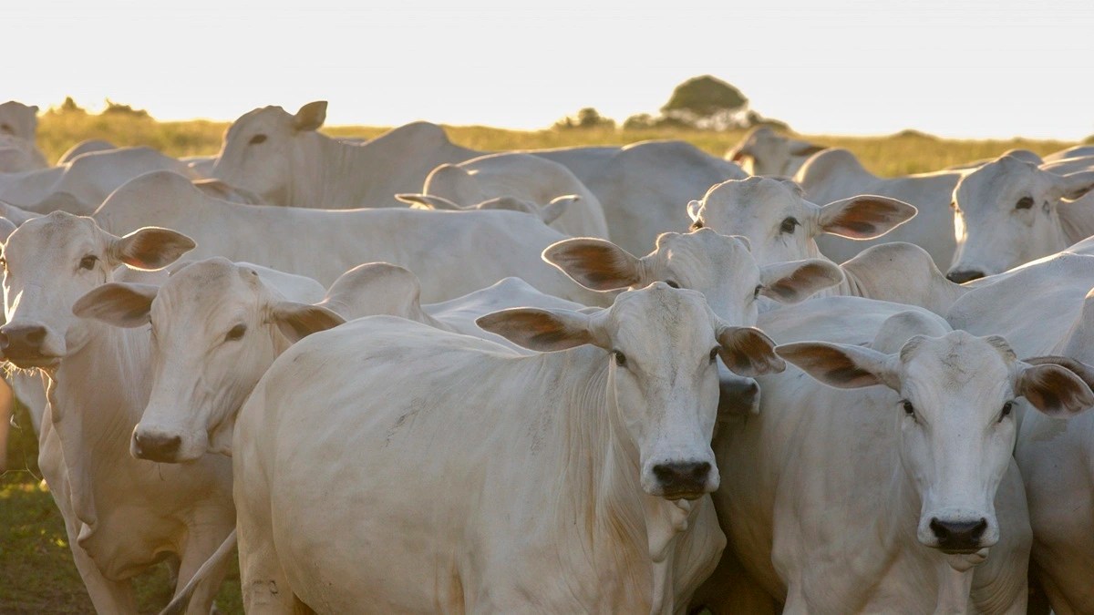Brucelose bovina