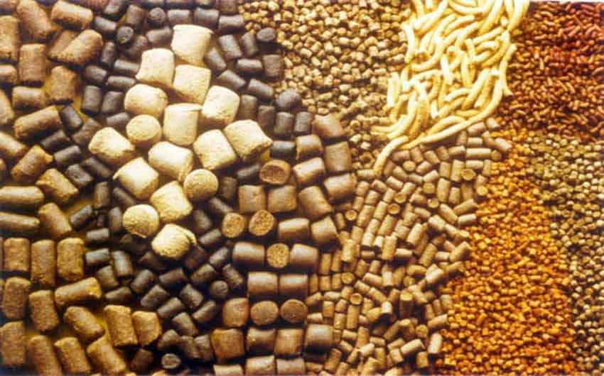 Panen Pakan Ternak Tepat Waktu, Nutrisi Terpenuhi, Ternak Sehat!