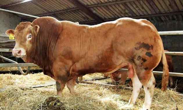 Sapi Limosin