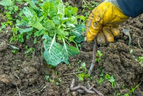 Improve soil microbial activity