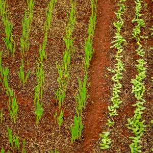 Seeds Growing In Spring