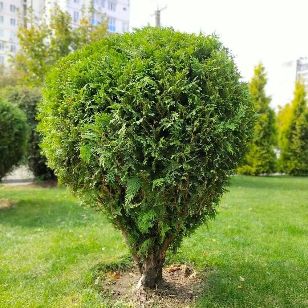 Professional Bush Trimming Service