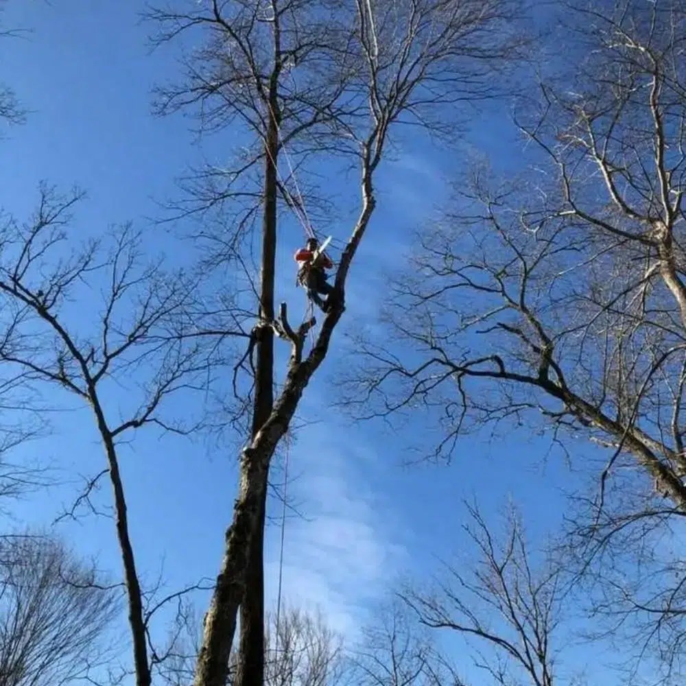 Professional Tree Trimming Service