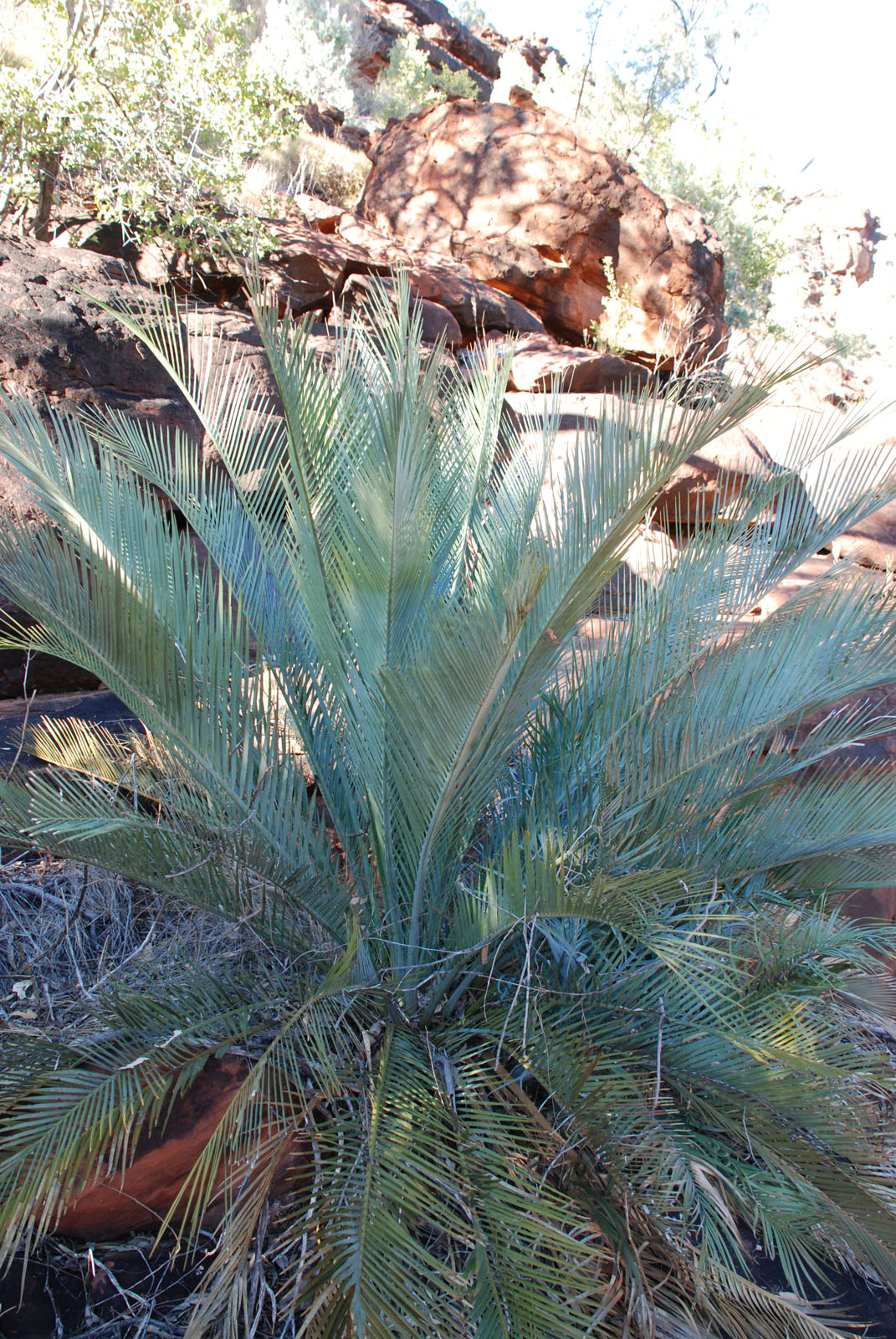 Macrozamia macdonnellii Seeds for Sale - Ahead Nursery