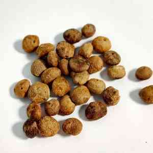 buy Operculicarya decaryi seeds