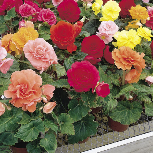Raising a teen is tense and tricky, and these red flags call for extra vigilance we may earn commission from links on this page, but we only recommend products we back. Begonia Nonstop Mix Ahner Greenhouse
