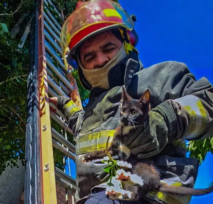 noticiaspuertosantacruz.com.ar - Imagen extraida de: https://ahoracalafate.com.ar//contenido/20408/otro-rescate-felino-de-los-bomberos
