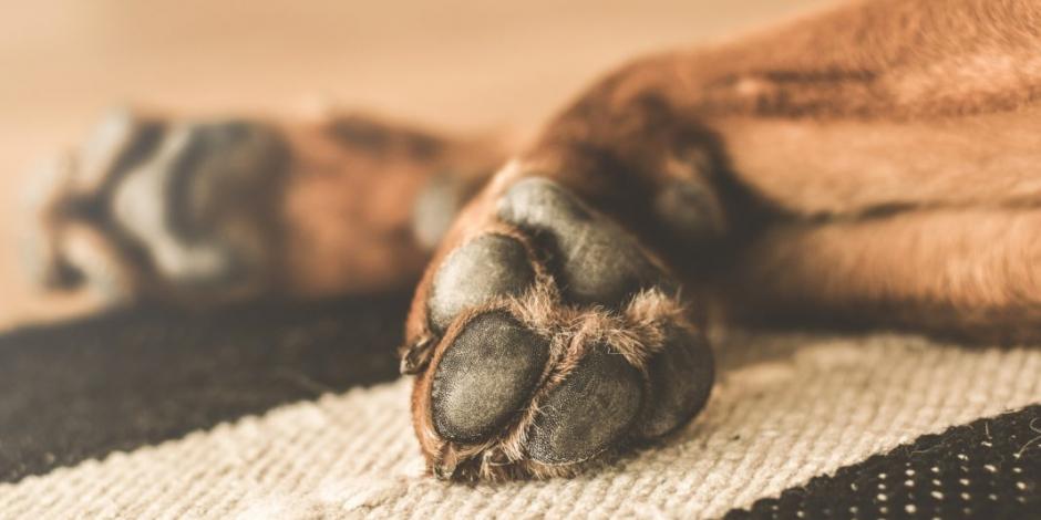Macabro: Un hombre abusaba, asesinaba y se comía los restos de sus mascotas