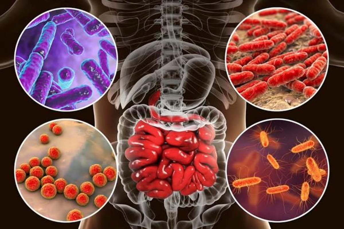Identifican en el intestino humano una diversidad de virus «previamente desconocida»