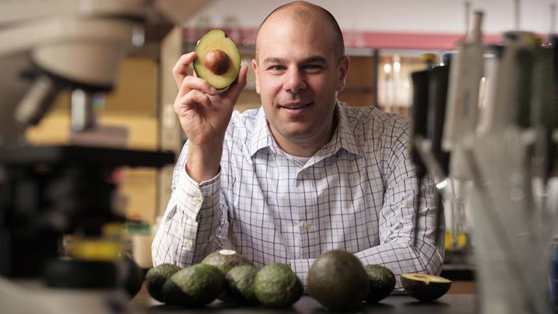Descubren las propiedades anticancerígenas de la palta