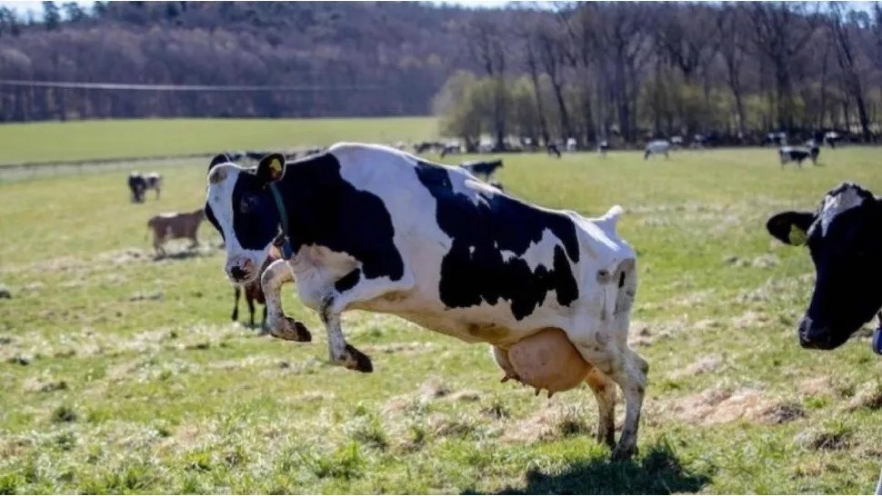 Agroindustria: La bosta de vaca genera más ganancias que la leche