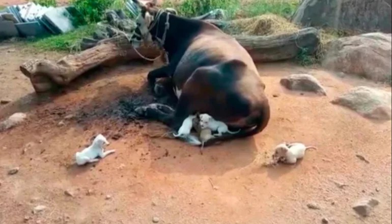 Vaca alimenta a siete cachorros huérfanos