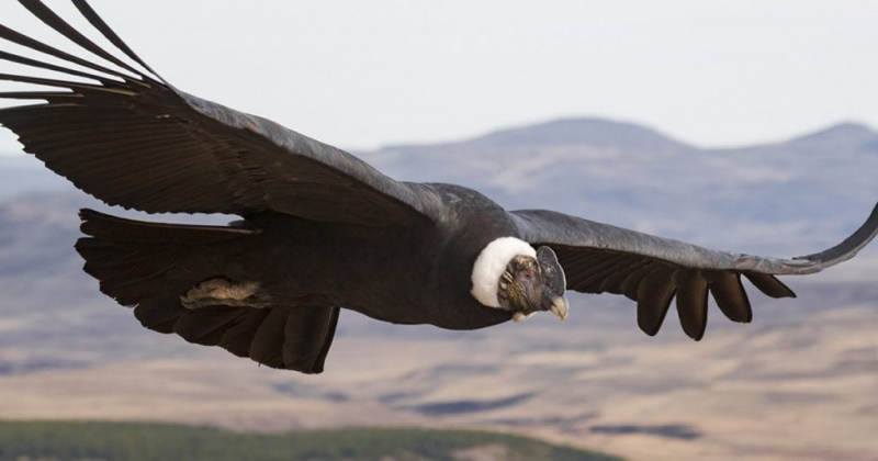 Senado sanciona Ley de Protección y Conservación del Cóndor