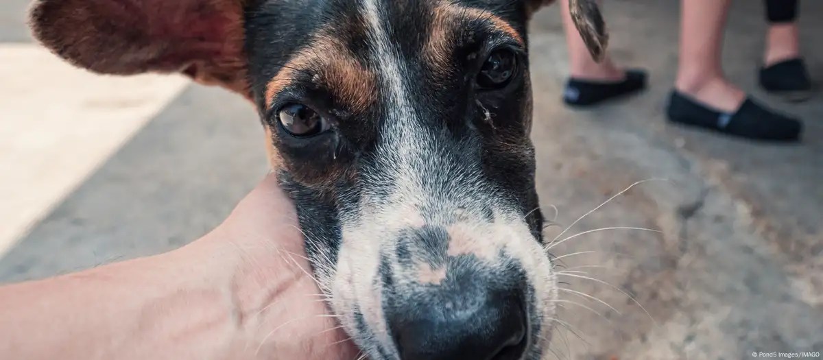 Perros huelen estrés humano y eso altera su comportamiento