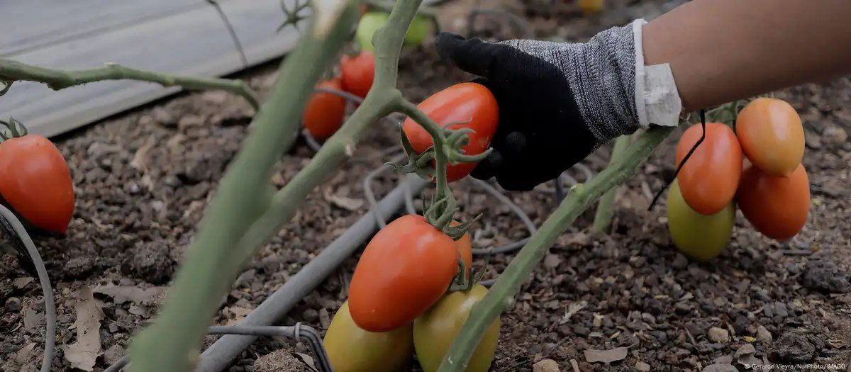 EE.UU. impone arancel del 17% a tomates de México