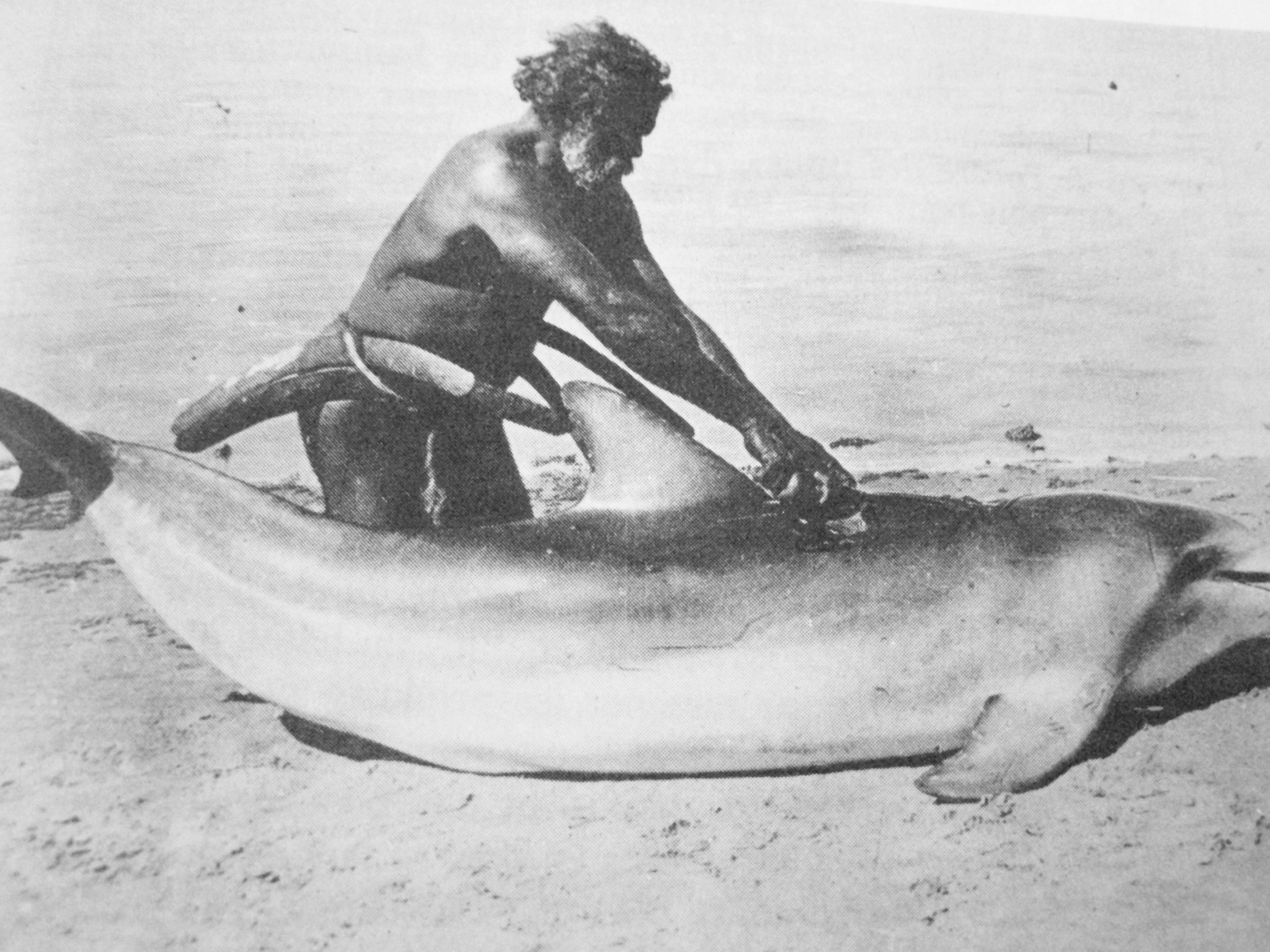 Découpage d'un dauphin, Port Macquarie. Nouvelle-Galles du Sud, 1920