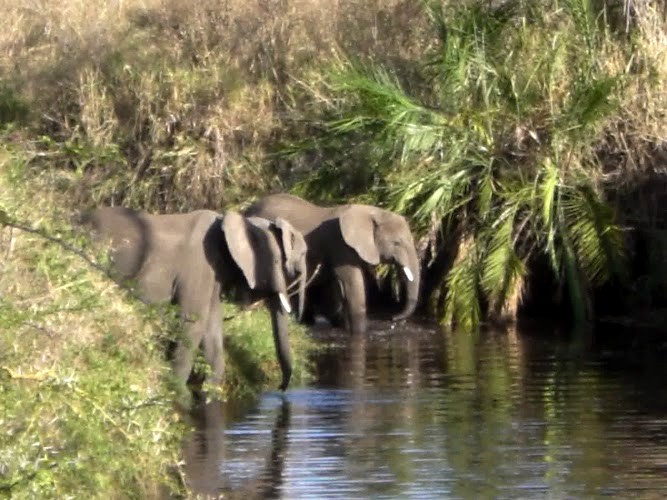 Eléphants en liberté, en Tanzanie