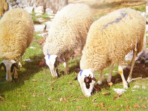 Les moutons du Causse