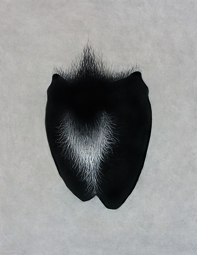 Pakistan Queer Artist Art Ahsan-Masood LGBT Gay Homosexual Masculinity Heterosexuality Homosexuality Pastel Charcoal Monochrome Male-Body Male-Gaze Amputated Hair Dark-hair Forest Silhouette Pubic-hair Unshaved Burkah Male-burkah Groin