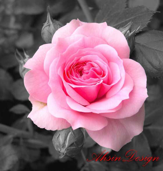 Download Gratis Gambar The World S Best Photos Of Cantik And Macro Flickr Hive Mind Terkeren by Lampunghits.com