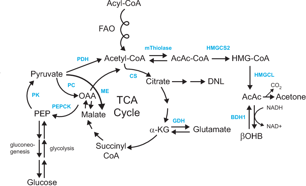 Who is jenn barlow's boyfriend? Figure 2 from Ketone body metabolism and cardiovascular